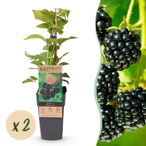 008334d4f47e482d951e54378825d29f56568658526c43899f7966f544dfbad0.jpg Rubus occ. Black Jewel - Brombeerpflanze - Winterhart - Brombeere - 2 Pflanzen