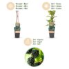 8a5a4e73a40941ef9d27e3b453a8c0b355e28206cddd48df92cb89261380c766.jpg Rubus occ. Black Jewel - Brombeerpflanze - Winterhart - Brombeere - 2 Pflanzen