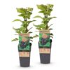 c40cb39c8e6648d5a5783f3c881503d8efc1f0702e834a948c2c20450517704b.jpg Rubus occ. Black Jewel - Brombeerpflanze - Winterhart - Brombeere - 2 Pflanzen