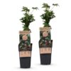 20d3d7ef6ed043209654b33fc971f449476cc51490864821a9b1d77bb986a77c.jpg Rubus fruticosus Dornenlos Immergrün - Brombeerpflanze - Dornenlos - Brombeere - 2 Pflanzen