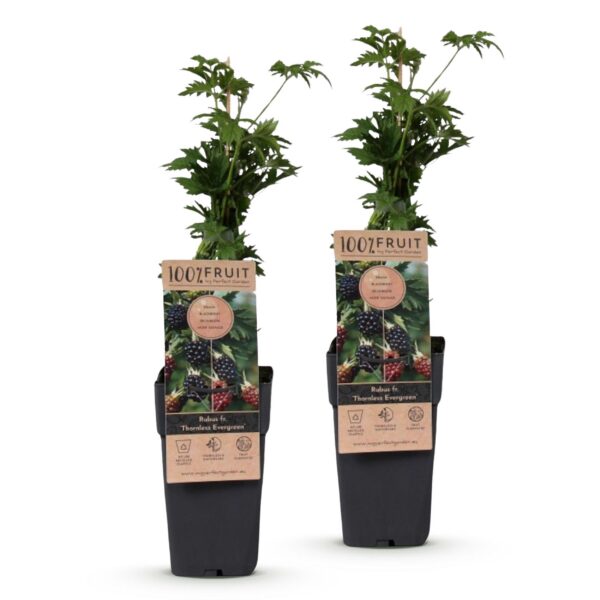 20d3d7ef6ed043209654b33fc971f449476cc51490864821a9b1d77bb986a77c.jpg Rubus fruticosus Dornenlos Immergrün - Brombeerpflanze - Dornenlos - Brombeere - 2 Pflanzen