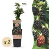 c8cd10ce339a48bb94f7f0d57a73eb717be8083674444ff4b7e2711a701f3852.jpg Rubus fruticosus Dornenlos Immergrün - Brombeerpflanze - Dornenlos - Brombeere - 2 Pflanzen