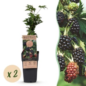 c8cd10ce339a48bb94f7f0d57a73eb717be8083674444ff4b7e2711a701f3852.jpg Rubus fruticosus Dornenlos Immergrün - Brombeerpflanze - Dornenlos - Brombeere - 2 Pflanzen