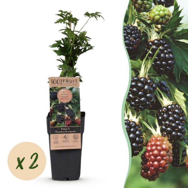 c8cd10ce339a48bb94f7f0d57a73eb717be8083674444ff4b7e2711a701f3852.jpg Rubus fruticosus Dornenlos Immergrün - Brombeerpflanze - Dornenlos - Brombeere - 2 Pflanzen