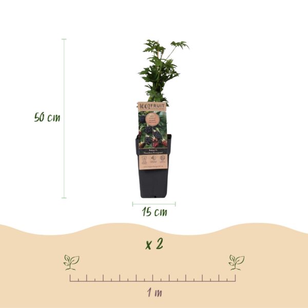 d8d5ff8bdc2d459999ae79cf6b5e040cca54bf6a5aff4cfcb58e582e637c9fe9.jpg Rubus fruticosus Dornenlos Immergrün - Brombeerpflanze - Dornenlos - Brombeere - 2 Pflanzen