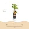 Rubus idaeus Fallgold - Himbeerpflanze - Winterhart - Gelbe Himbeere - 2 Pflanzen