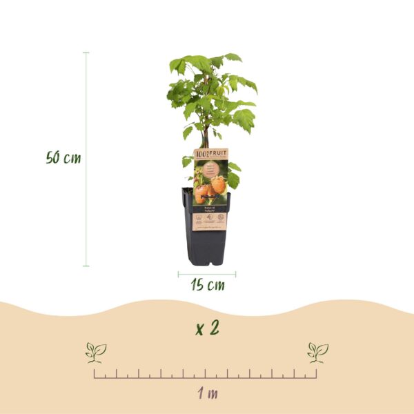 Rubus idaeus Fallgold - Himbeerpflanze - Winterhart - Gelbe Himbeere - 2 Pflanzen