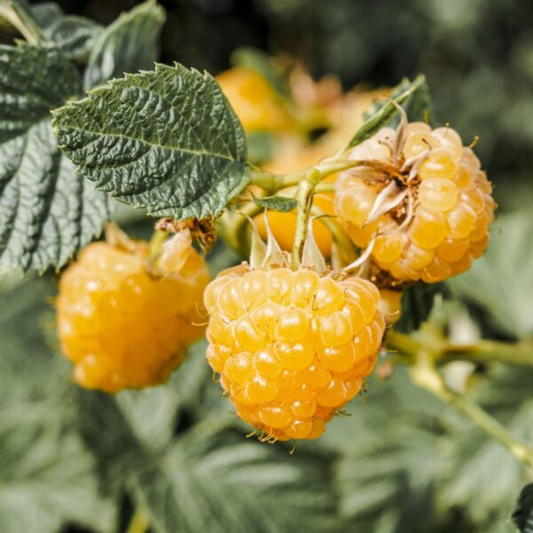 Rubus idaeus Fallgold - Himbeerpflanze - Winterhart - Gelbe Himbeere - 2 Pflanzen