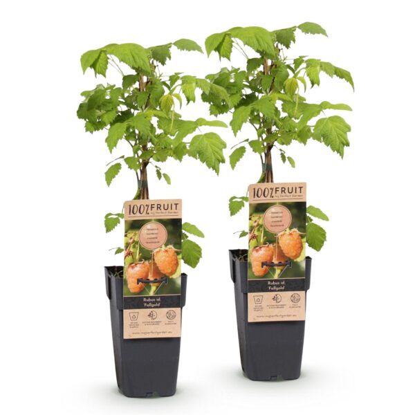 Rubus idaeus Fallgold - Himbeerpflanze - Winterhart - Gelbe Himbeere - 2 Pflanzen