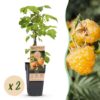Rubus idaeus Fallgold - Himbeerpflanze - Winterhart - Gelbe Himbeere - 2 Pflanzen
