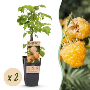 84b00b17a2834619893ce4fb60530e1273b9bf74001c44e2ae5286be2ca2d777.jpg Rubus idaeus Fallgold - Himbeerpflanze - Winterhart - Gelbe Himbeere - 2 Pflanzen