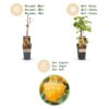 Rubus idaeus Fallgold - Himbeerpflanze - Winterhart - Gelbe Himbeere - 2 Pflanzen