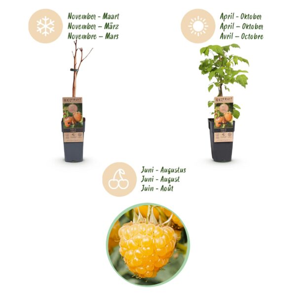 Rubus idaeus Fallgold - Himbeerpflanze - Winterhart - Gelbe Himbeere - 2 Pflanzen