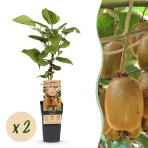 bb68243edc41407faf51ec2250903a8157d52874f65c47a3a293f978fc701aa8.jpg Acitinidia deliciosa Hayward - Kiwi-Pflanze - Weiblich - Grüne Früchte - 2 Pflanzen