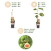 0395b3c8a596401395d24e7a441a9886bd39ef7b96804682baa516cc8f3ca2a6.jpg Ficus carica Brown Turkey - Feigenbaum - Winterhart - Grün - Lila Früchte - 2 Pflanzen