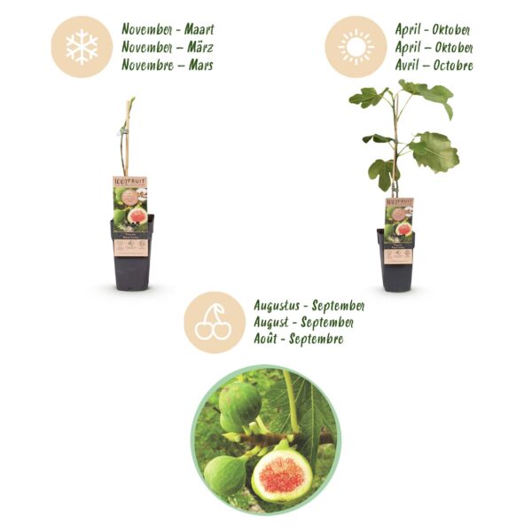0395b3c8a596401395d24e7a441a9886bd39ef7b96804682baa516cc8f3ca2a6.jpg Ficus carica Brown Turkey - Feigenbaum - Winterhart - Grün - Lila Früchte - 2 Pflanzen