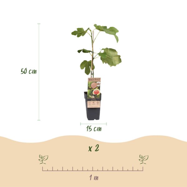 51859b0138004ab8b4dfbc6ede2b0195aa2bcddb7d9e4e81b4f764020a323978.jpg Ficus carica Brown Turkey - Feigenbaum - Winterhart - Grün - Lila Früchte - 2 Pflanzen