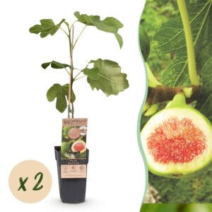 5fdd51c502a746a29316fdaf913825305af7480af1f743479cc26df82982bcc5.jpg Ficus carica Brown Turkey - Feigenbaum - Winterhart - Grün - Lila Früchte - 2 Pflanzen