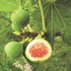 80ed4383709849258918390040edf5a778f08016a46b45518e54bbe32f268534.jpg Ficus carica Brown Turkey - Feigenbaum - Winterhart - Grün - Lila Früchte - 2 Pflanzen