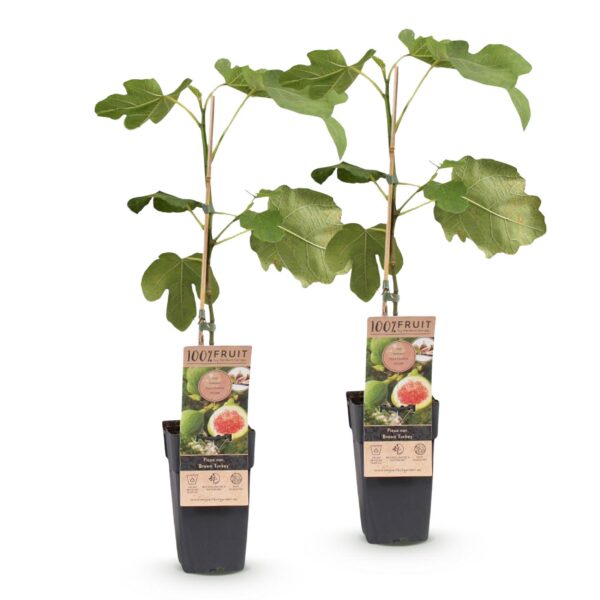 b2b2a65afacc4e8f8d6942c6c0731d657ab23e967319479fbee07b945beaa735.jpg Ficus carica Brown Turkey - Feigenbaum - Winterhart - Grün - Lila Früchte - 2 Pflanzen