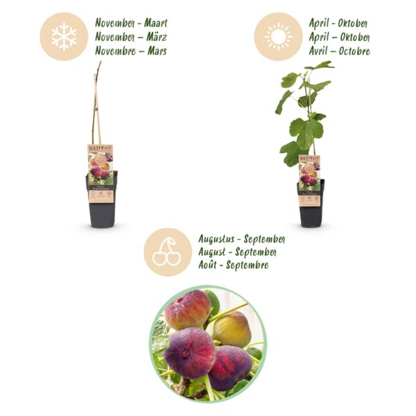 2a353232bf324227bb44a7c81fc4716408b23f74c57f40aa9363149680b04ae2.jpg Ficus carica Rouge de Bordeaux - Feigenbaum - Winterhart - Lila Früchte - 2 Pflanzen