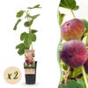 6b325e401b3f4264a65efd69e1b584c8b996355c7c654e339e0272528795a683.jpg Ficus carica Rouge de Bordeaux - Feigenbaum - Winterhart - Lila Früchte - 2 Pflanzen