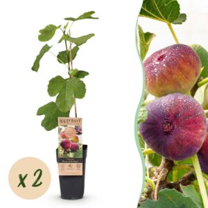 6b325e401b3f4264a65efd69e1b584c8b996355c7c654e339e0272528795a683.jpg Ficus carica Rouge de Bordeaux - Feigenbaum - Winterhart - Lila Früchte - 2 Pflanzen