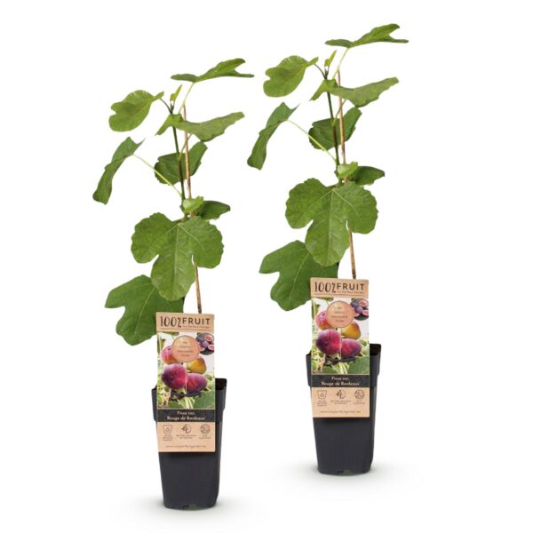 a30cce11062e4edda7bb41b5db246a28e0bb387627bc4a148cdeea2ae2867fef.jpg Ficus carica Rouge de Bordeaux - Feigenbaum - Winterhart - Lila Früchte - 2 Pflanzen