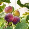 a3d51bc4c9b54d7abba11d58c5239d0f112255d4b87b40198ed3c47ff8f15a94.jpg Ficus carica Rouge de Bordeaux - Feigenbaum - Winterhart - Lila Früchte - 2 Pflanzen