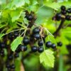 7bc99d1ee1f14e88a0a5b44470918bef41318e7438ba46b498e0812039fc236e.jpg Ribes nigrum Titania - Beerenpflanze - Winterhart - Schwarze Johannisbeere - 2 Pflanzen