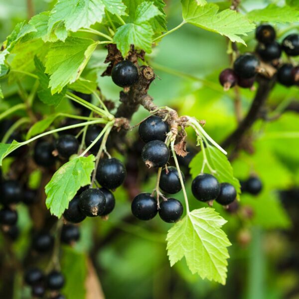 7bc99d1ee1f14e88a0a5b44470918bef41318e7438ba46b498e0812039fc236e.jpg Ribes nigrum Titania - Beerenpflanze - Winterhart - Schwarze Johannisbeere - 2 Pflanzen