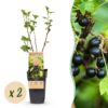 a2cbd053e0a740e59951e2b4f67639378548f47e1bab45db8f79399ed7b25ad0.jpg Ribes nigrum Titania - Beerenpflanze - Winterhart - Schwarze Johannisbeere - 2 Pflanzen