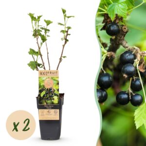 a2cbd053e0a740e59951e2b4f67639378548f47e1bab45db8f79399ed7b25ad0.jpg Ribes nigrum Titania - Beerenpflanze - Winterhart - Schwarze Johannisbeere - 2 Pflanzen