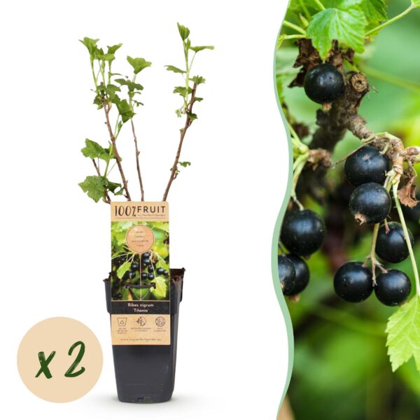 a2cbd053e0a740e59951e2b4f67639378548f47e1bab45db8f79399ed7b25ad0.jpg Ribes nigrum Titania - Beerenpflanze - Winterhart - Schwarze Johannisbeere - 2 Pflanzen