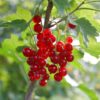 97bb55d8b673494ab88f1210c5ae4e23907df26d25564f2f868ee70576482ab4.jpg Ribes rubrum Jonkheer van Tets - Beerenpflanze - Winterhart - Rote Beeren - 2 Pflanzen