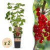 b95afaba79cf4f0baca7532052617439b54c816f0be54cd1b5840e54f2698ab1.jpg Ribes rubrum Jonkheer van Tets - Beerenpflanze - Winterhart - Rote Beeren - 2 Pflanzen