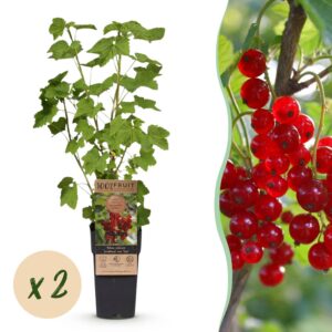 b95afaba79cf4f0baca7532052617439b54c816f0be54cd1b5840e54f2698ab1.jpg Ribes rubrum Jonkheer van Tets - Beerenpflanze - Winterhart - Rote Beeren - 2 Pflanzen