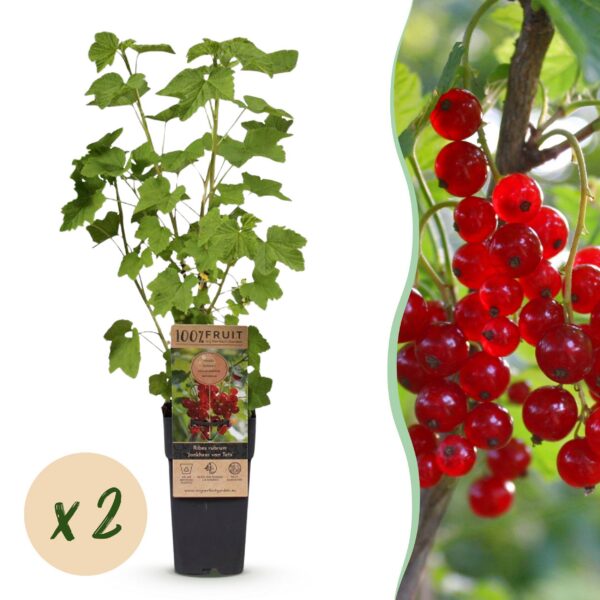 b95afaba79cf4f0baca7532052617439b54c816f0be54cd1b5840e54f2698ab1.jpg Ribes rubrum Jonkheer van Tets - Beerenpflanze - Winterhart - Rote Beeren - 2 Pflanzen