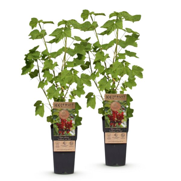 bc954507d77c45359317ea89c72a340c1e375b9bae34499da8c92580e04c514b.jpg Ribes rubrum Jonkheer van Tets - Beerenpflanze - Winterhart - Rote Beeren - 2 Pflanzen