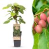 Actinidia arguta Weiki - Kiwi-Pflanze - Männlich - Rot - Lila Früchte