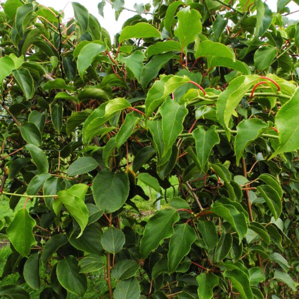 Actinidia arguta Weiki - Kiwi-Pflanze - Männlich - Rot - Lila Früchte