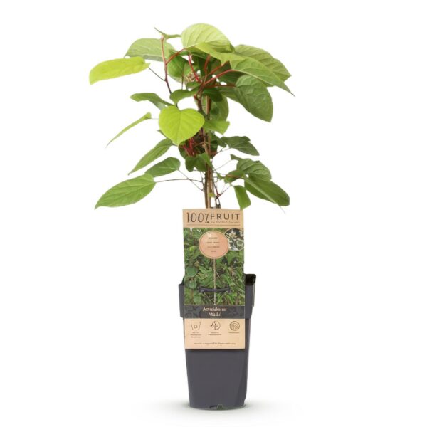 Actinidia arguta Weiki - Kiwi-Pflanze - Männlich - Rot - Lila Früchte