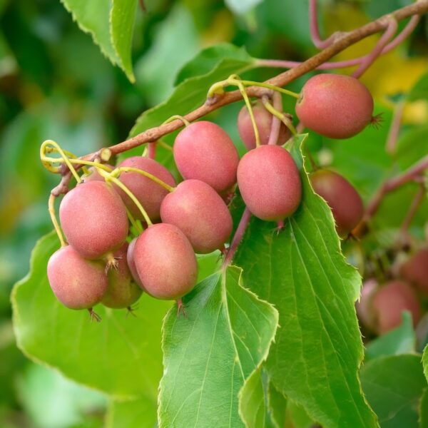 Actinidia arguta Weiki - Kiwi-Pflanze - Männlich - Rot - Lila Früchte