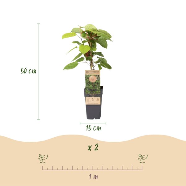Actinidia arguta Weiki - Kiwi-Pflanze - Männlich - Rot - Lila Früchte
