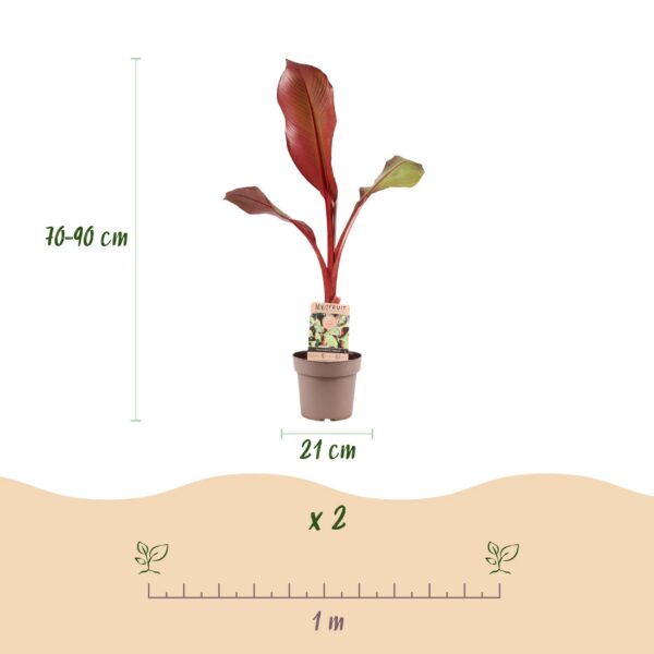 0c603a250af742d2a9769be81e774b53ced21f353d764215b5ff5f06927d3af9.jpg Musa ensete Maurelli - Bananenbaum - Winterhart - Rot-grün