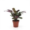 3c8ef8cb903e490f8ec71411544ea733de2b989d4b9a4b729f29b2e6f0ff6daa.jpg Ctenanthe Burle Marxii – Fischgrätenpflanze