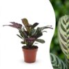 53fe8128afb34c47bb39835ce448efbe3d2dea9fa11e471ca30d6eeff9371c18.jpg Ctenanthe Burle Marxii – Fischgrätenpflanze