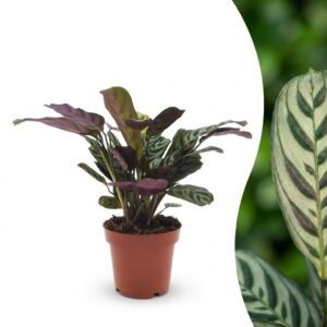 53fe8128afb34c47bb39835ce448efbe3d2dea9fa11e471ca30d6eeff9371c18.jpg Ctenanthe Burle Marxii – Fischgrätenpflanze