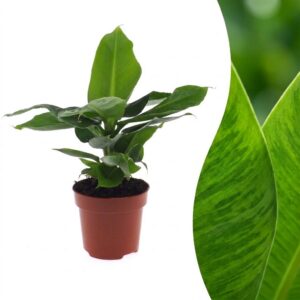 5127f2011eb74e22a2783c884534db71ea3f0a15d7b2449086b99a7a7ffffab5.jpg Musa Oriental Dwarf – Zwergbanane