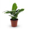 96d3834d11fa40e998f8c42531d95b71270838a31e6e458dab8334eeb4fbbafb.jpg Musa Oriental Dwarf – Zwergbanane
